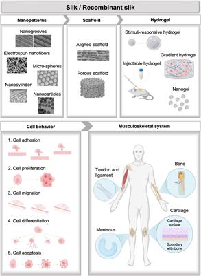 Advanced silk materials for musculoskeletal tissue regeneration